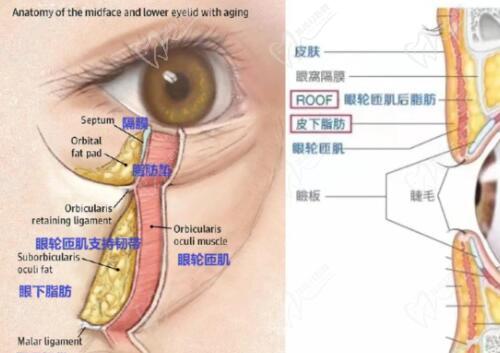 楊迪眼周筋膜提升價(jià)格表